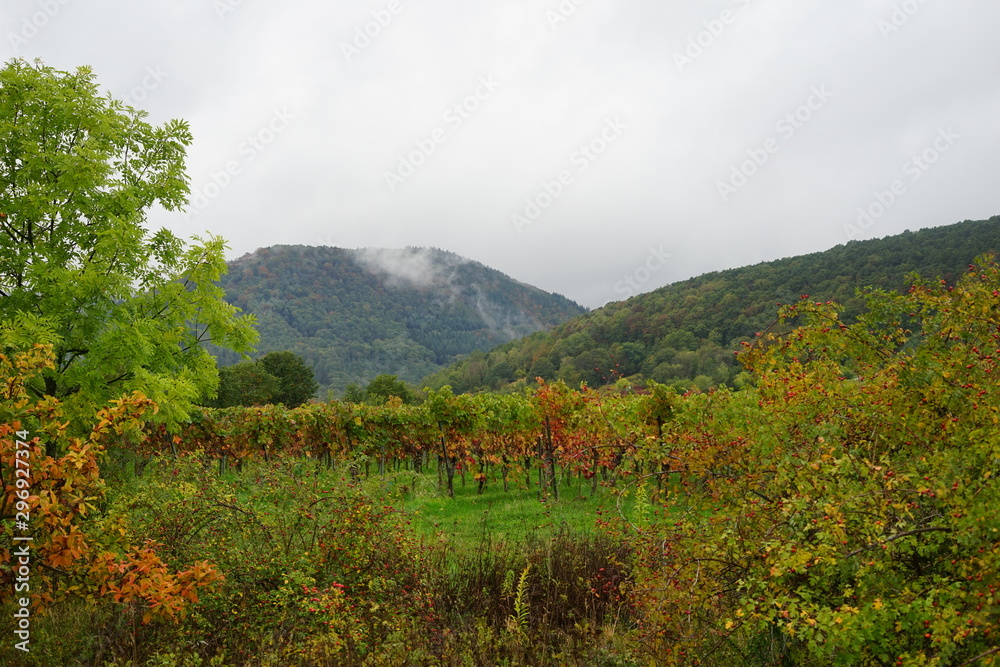 Weinberglandschaft des Südlichen Weinstrasse nach einem Regen