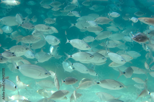 Fish in the sea. A flock of fish in the sea. Underwater shooting in the Aegean Sea. Beautiful underwater world.