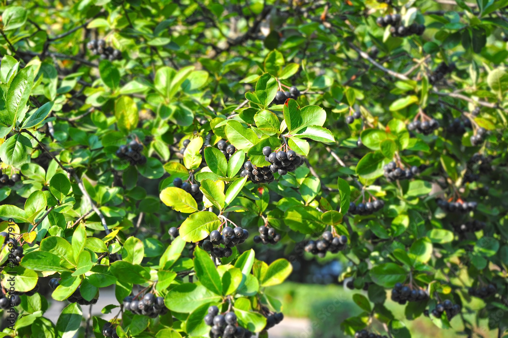 Black ashberry (Aronia melanocarpa) Black ashberry (Aronia melanocarpa)