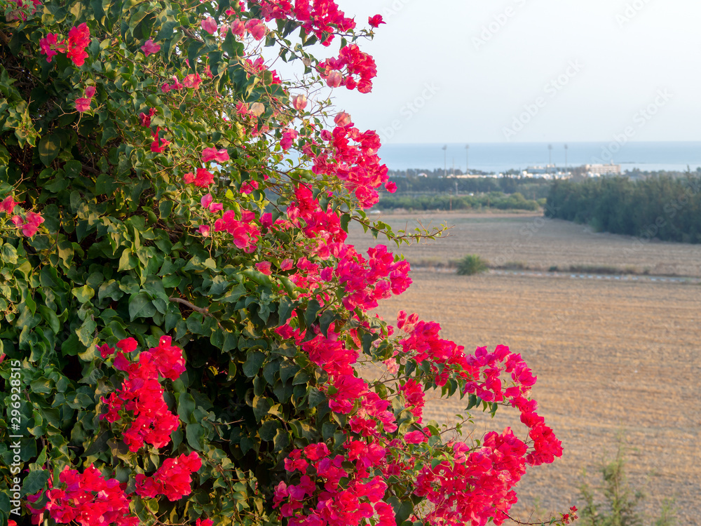 Many red flowers