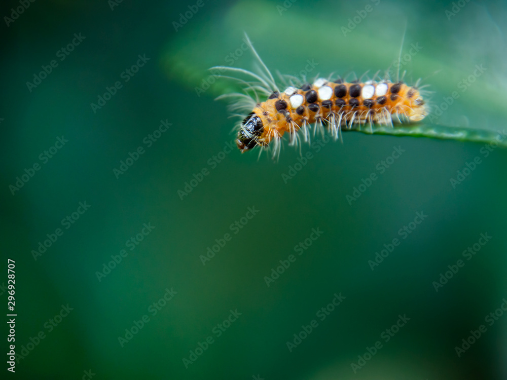 Fototapeta premium A furry little caterpillar were creeping at the end of the leaf and find the way to go further.