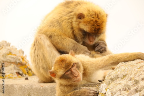 Affen vom Gibraltar - Makakenfamilie © le_moque