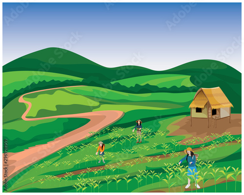 agriculturist harvest tea leaves vector design