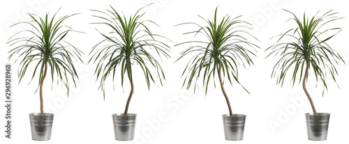 dracaena tree, solated plants on white, easy to edge out