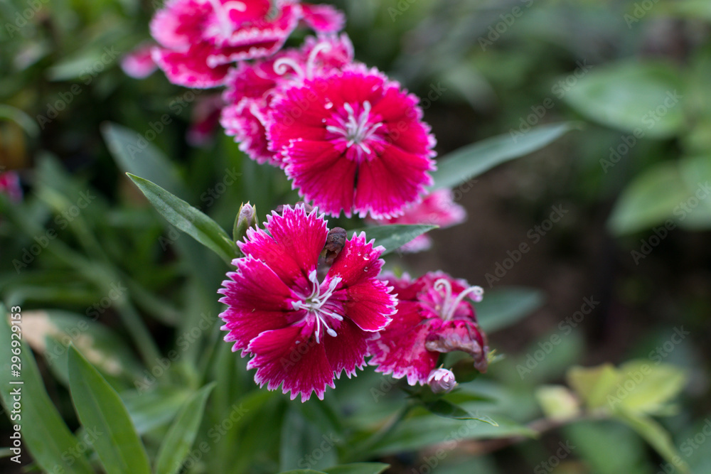red flower in the garden red flower in the garden