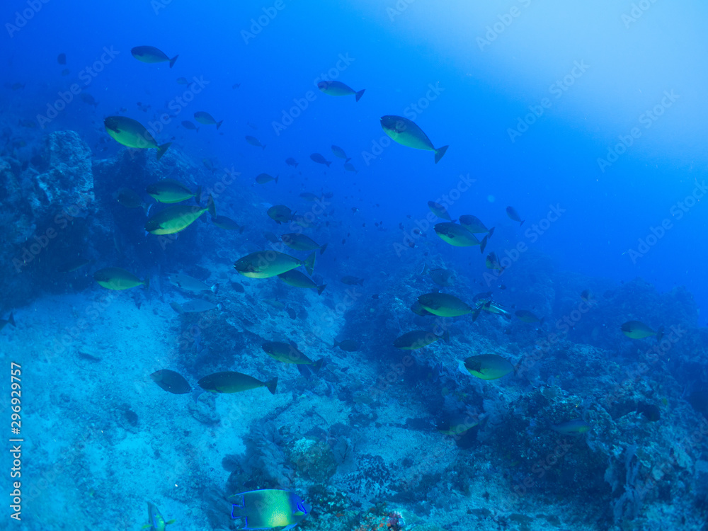 Fototapeta premium トカラ列島_口之島_スキューバダイビング