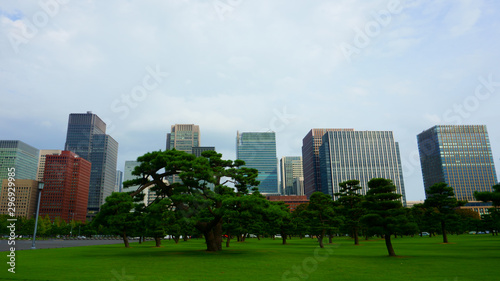 Pine trees and skyscrapers. High rise buildings in Chiyoda. Chiyoda-ku is a special ward located in central Tokyo
