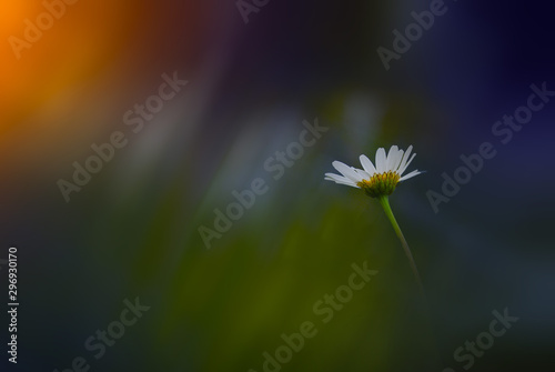 Alone on the meadow photo