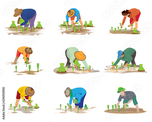 farmer transplant rice seeding vector design
