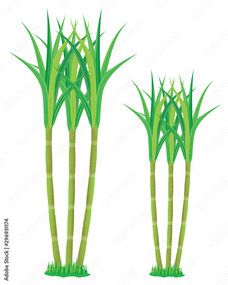 Obraz premium sugar cane plant vector design