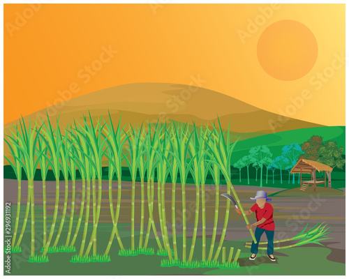agriculturist harvest sugar cane plant vector design