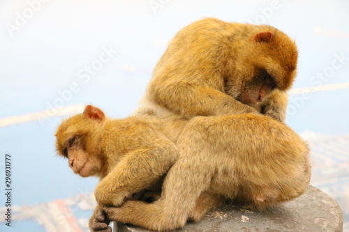 Makaken - Affen im Wildpark auf Gibraltar © le_moque