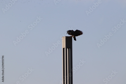 Der Greifvogel hat sein Platz gefunden