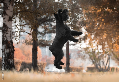 miniature schnauzer autumn dogs