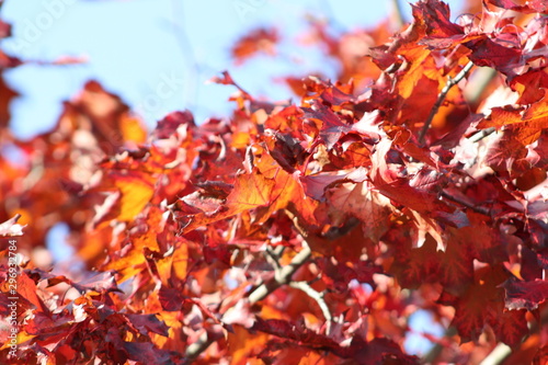Der Herbst macht wieder in Farbe