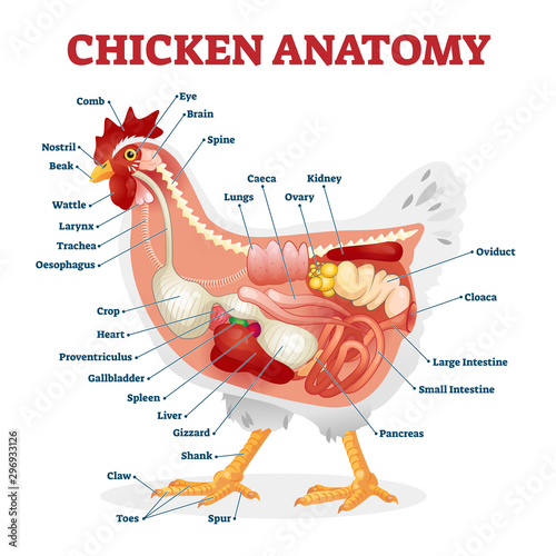Chicken anatomy vector illustration. Labeled biological inner organs scheme