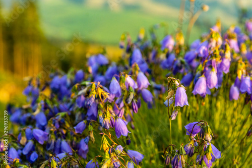 Close-up of a blooming flower  Campanula cochleariifolia  on the background of the whole group.