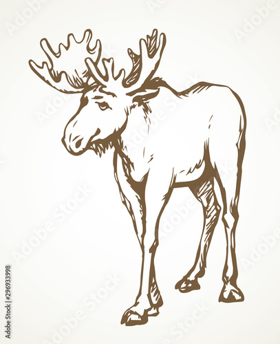 Big horned elk. Vector drawing