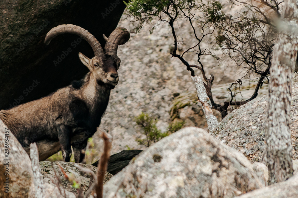 Cabras montesas en La Pedriza. Imagen de una cabra montesa en La ...