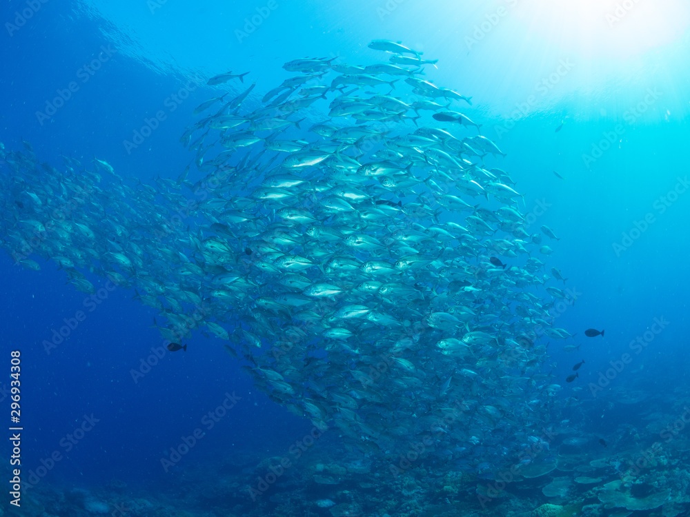 Fototapeta premium パラオ_コロール_スキューバダイビング