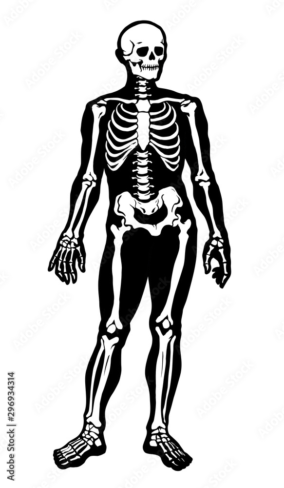 Human skeleton. Vector schematic drawing