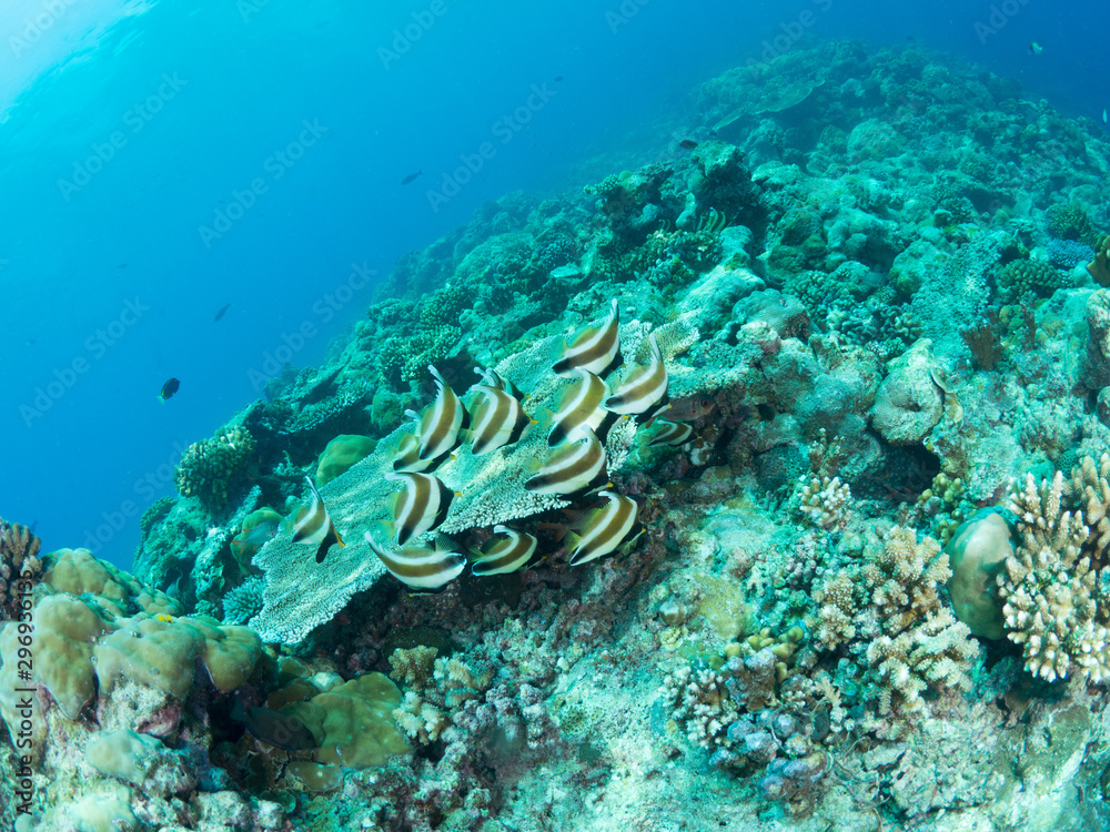 Obraz premium パラオ_コロール_スキューバダイビング