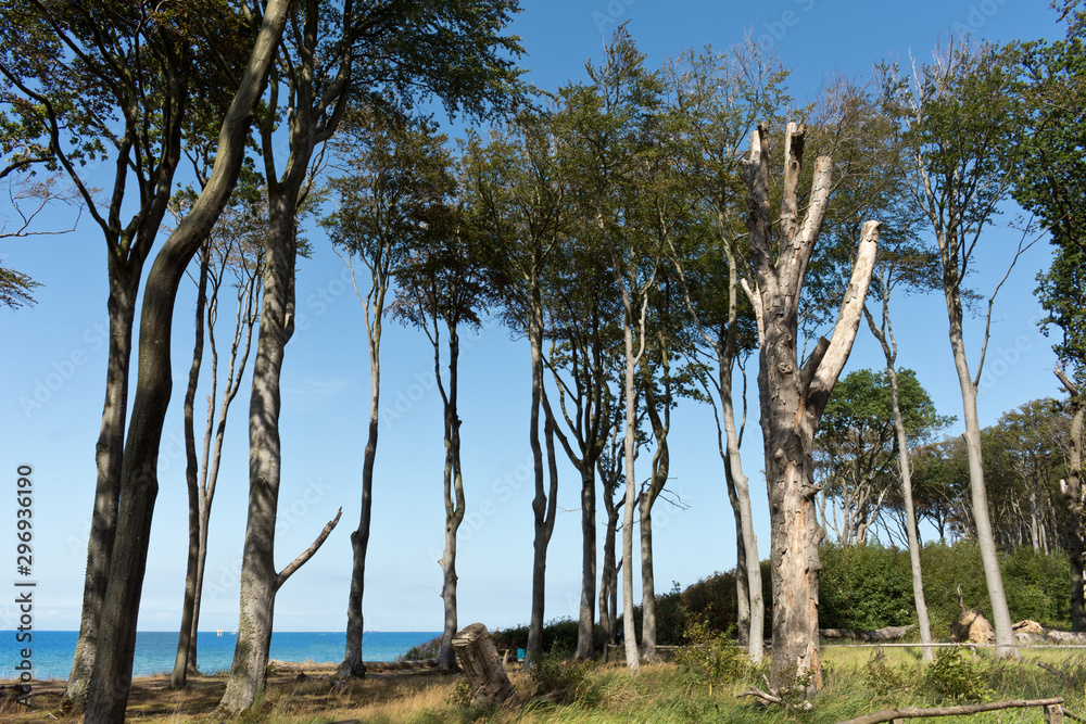 Obraz premium Ghost Wood (Gespensterwald) at Nienhagen Beach, Mecklenburg-West Pomerania, Baltic Sea, Germany
