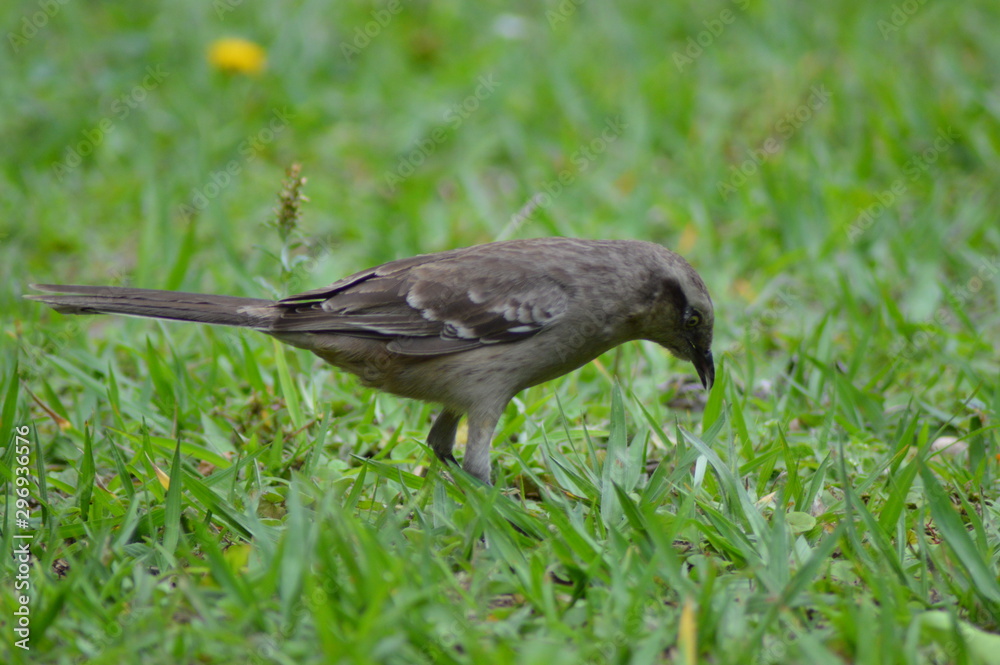 custom made wallpaper toronto digitalbird on grass