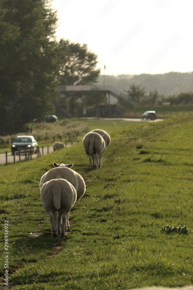 Fototapeta premium Schafskolonne auf einem Deich an der Nordsee