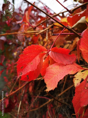 red autumn leaves in autumn outdoor