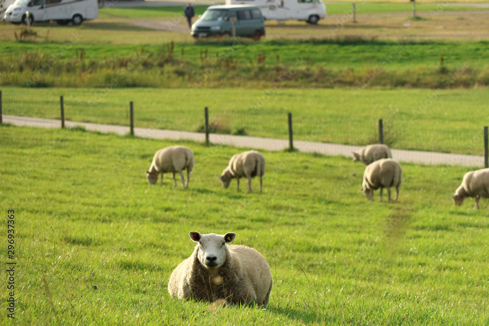 Schaf liegt inmitten seiner Herde auf der Wiese und schaut den Fotografen an Schaf liegt inmitten seiner Herde auf der Wiese und schaut den Fotografen an