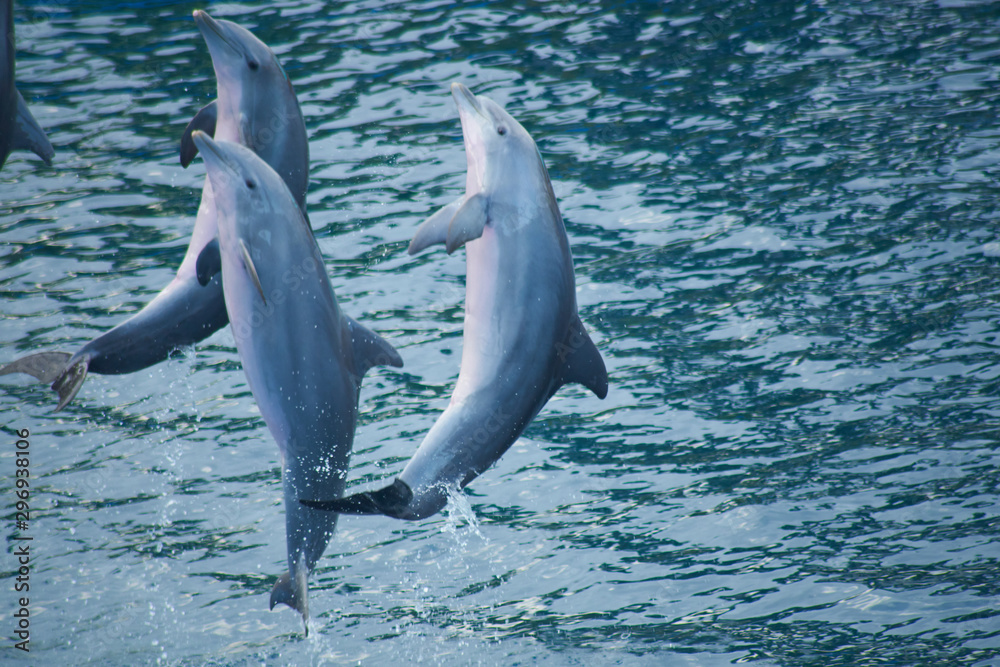Fototapeta premium Dolphins jumping in group doing pirouettes on water