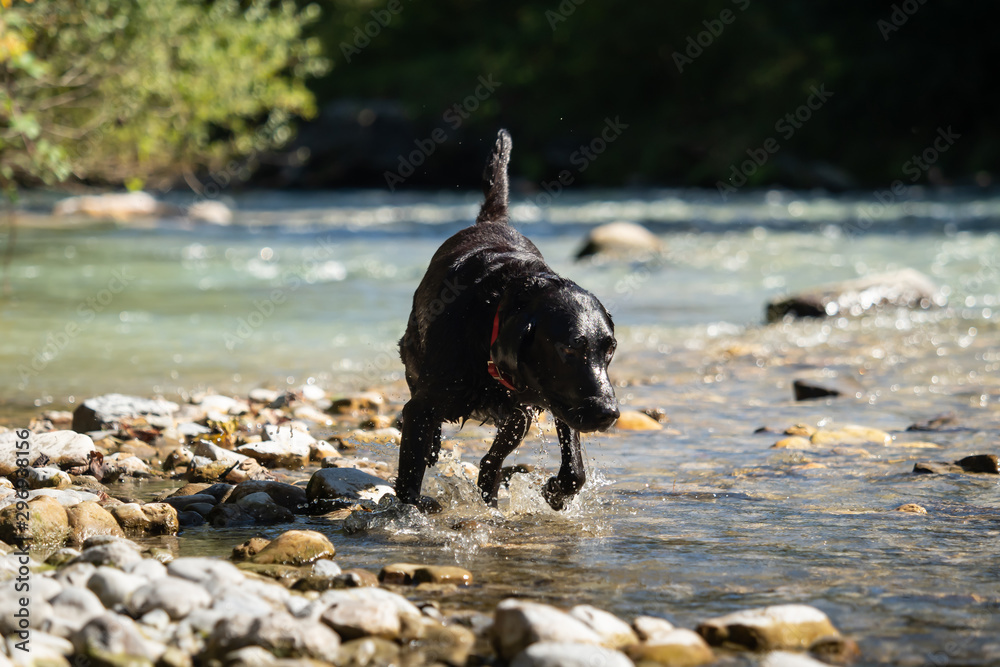 A black labrador outside by the water