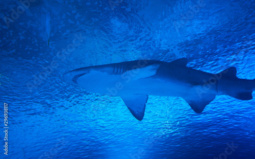 Shark with more fish inside an aquarium