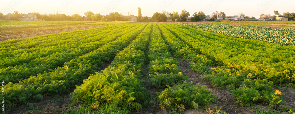 Carrot plantations in the sunset light. Growing organic vegetables. Eco-friendly products. Agriculture and farming. Plantation cultivation. Selective focus