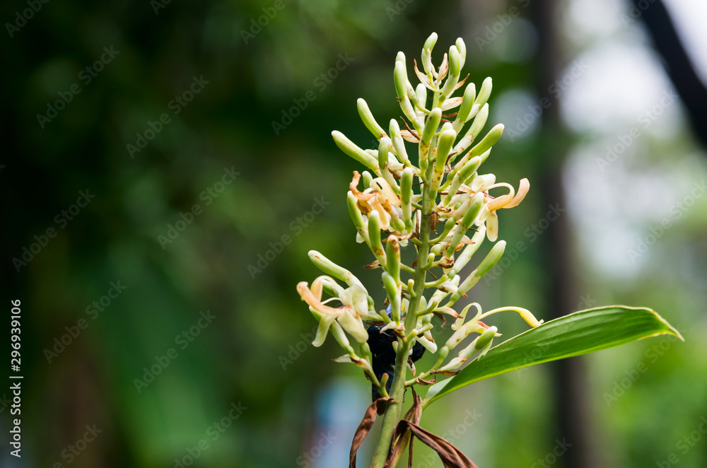 Galanga (scientific name: Alpinia galanga) flowers are blooming on tree in the garden. Galanga (scientific name: Alpinia galanga) flowers are blooming on tree in the garden.