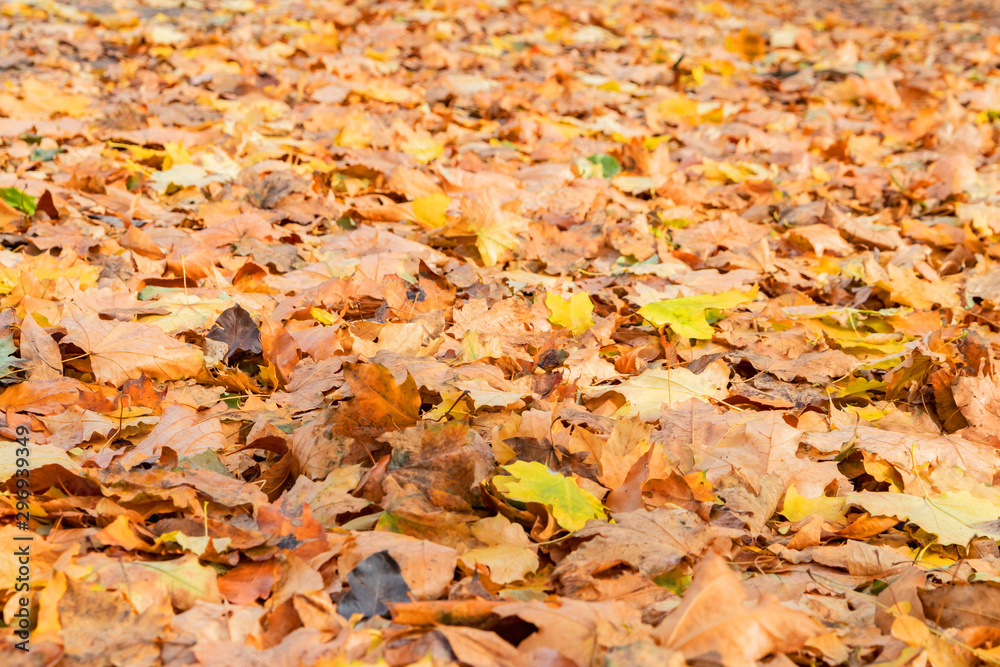Autumn maple leaves at the ground in the park. Autumn maple leaves at the ground in the park.