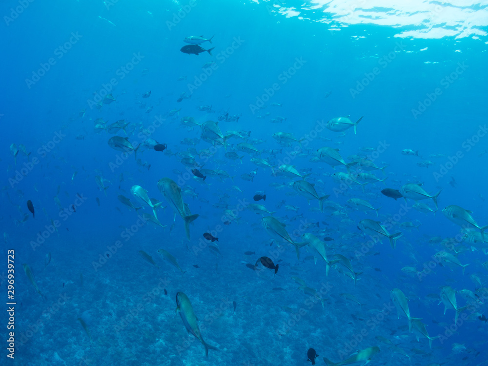 Fototapeta premium パラオ_コロール_スキューバダイビング