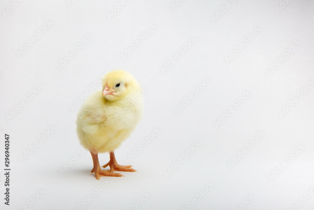 Fototapeta premium yellow little chick on white background with copy space