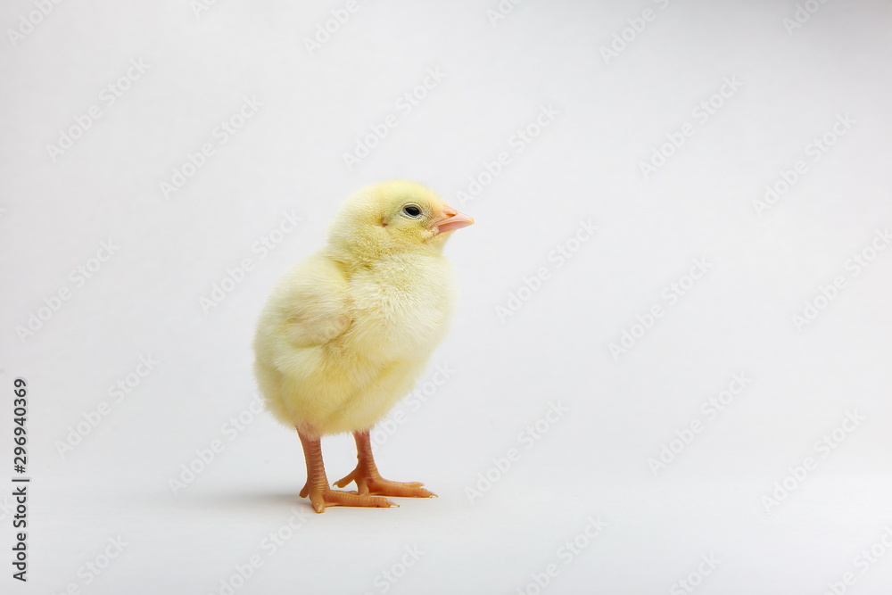 yellow little chick on white background with copy space yellow little chick on white background with copy space