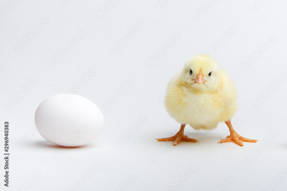 yellow chicken and egg on a white background.