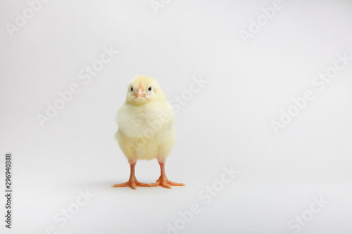 yellow chick on white background with copy space