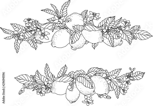 Vector frame illustration with lemon fruits and flowers
