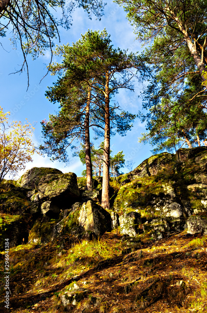 Autumn sunny landscape with pine trees growing on a rock. Autumn sunny landscape with pine trees growing on a rock.
