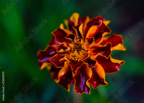 closeup of red flower