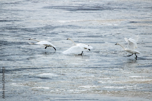 A small flock of Trumpeter Swans on a Frozen Lake in Pennsylvania during the winter/spring migration.
