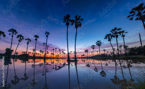 Silhouette sugar palm trees on sunrise and have reflection on the water of rice field before rice glowing.