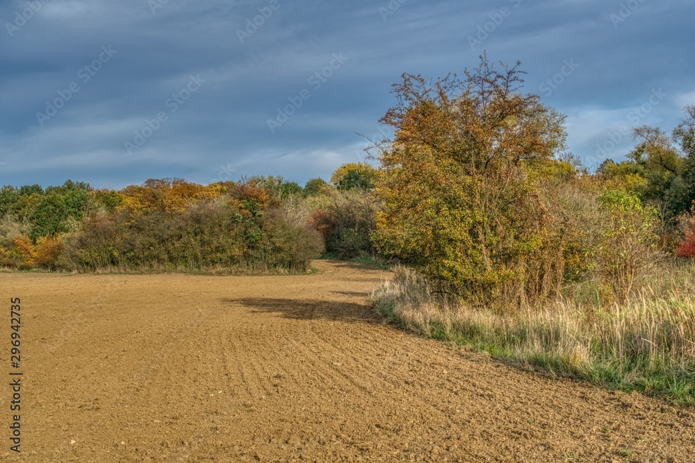 plowed field, protected and sown, autumn rural landscape with fields, forests, groves and bushes
