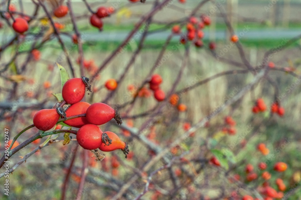 ripe rosehips on a blurred background, wild rose with a high content of vitamin C with medicinal properties
