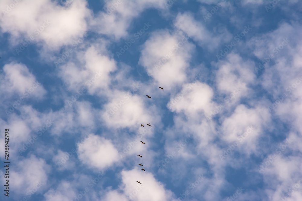Geese flying in formation against Sky and Moon